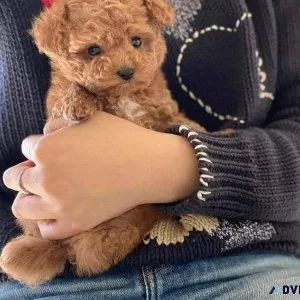 Portable Poodle Puppies
