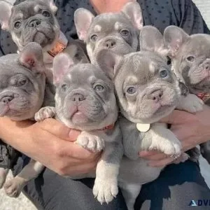 Purebred French Bulldogs