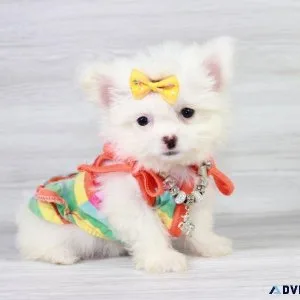 Adorable Maltipom Puppy
