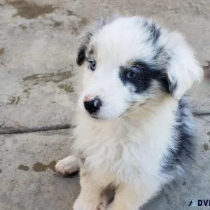 Australian shepherd puppy