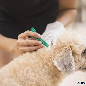 Heartworm tick and flea prevention for dogs