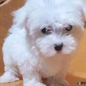 Lovely White Teacup Maltese Puppies available for adoption