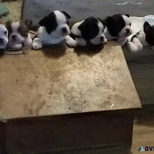 Boston Terrier Pups