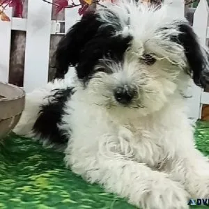 Mini SchnauzerPoodle mix Puppies