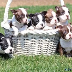 Top home raised Boston Terrier puppies