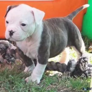 Home raised American Bulldog puppies