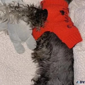 Miniature schnauzer