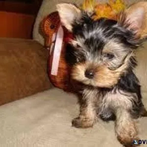 Potty Trained Teacup Yorkie Puppies available