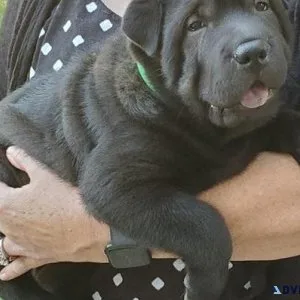 Lovely Chinese Shar-Pei puppies