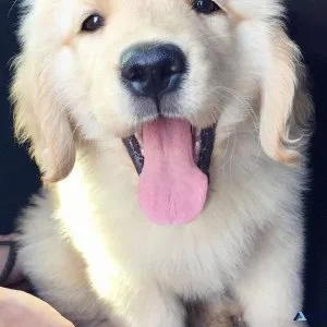 Home trained Golden Retriever puppies available