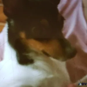 Toy fox Terrier