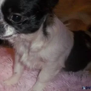 Full AKC Russian Female Chihuahua