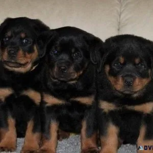 Top class Rottweiler Puppies.