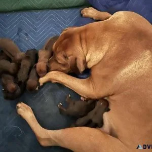 Rhodesian Ridgeback AKC Registered
