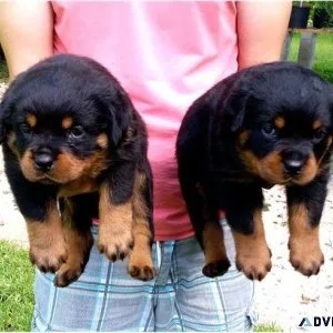 Home Broken Rottweiler Puppies Available.