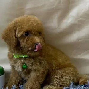 Toy Poodle