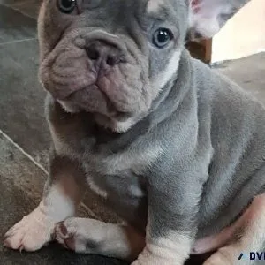 Magnificent Frenchies Ready
