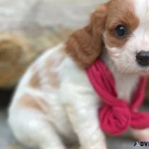 Beautiful Cavalier King Charles Spaniel puppies