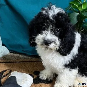 Gorgeous Cockapoo puppies for sale.