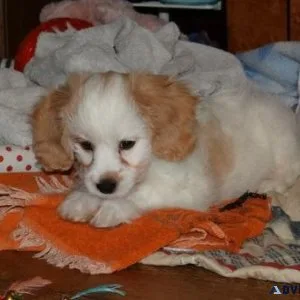 CKC Cavachon puppies Available