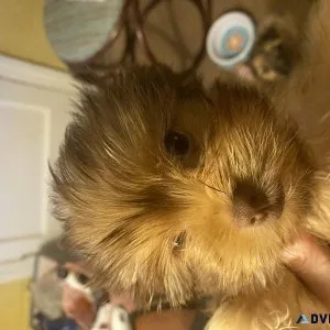 YORKIE POM FOR SALE