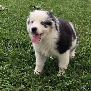 Potty Trained Australian Shepherd puppies