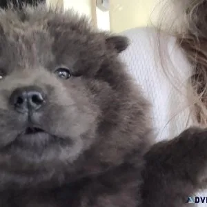 Chow chows Akc registered
