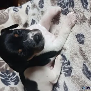 Akc rat terrier puppies