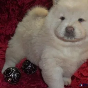 Gorgeous Chow Chow puppies for sale