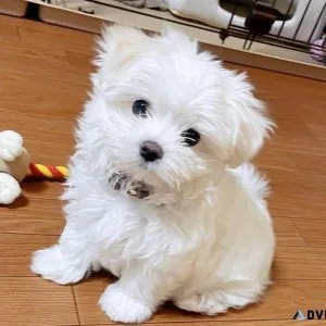 Healthy adorable Teacup Maltese puppies available