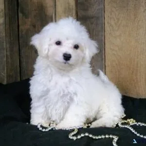 Fantastic Bichon Frise puppies for sale at affordable price