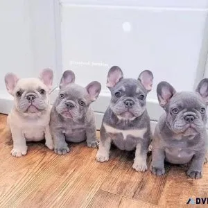 Akc Frenchies Puppies