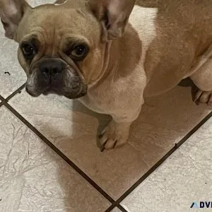 AKC French Bulldogs