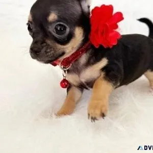 Healthy Apple Head Chihuahua puppies Available