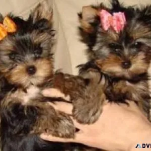 Two Lovely Teacup Yorkie puppies for adoption