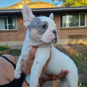 AKC French Bulldogs Puppies 8 Weeks
