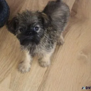 Home raised Brussels Griffon puppies