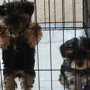 Yorkie Puppies
