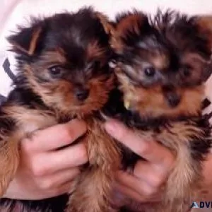 Super adorable Teacup Yorkie puppies reafy for adoption