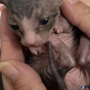 Sphynx Kittens