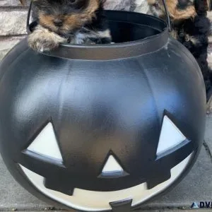 Yorkie Puppies