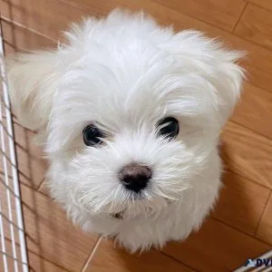 Charming Teacup Maltese puppies ready for adoption