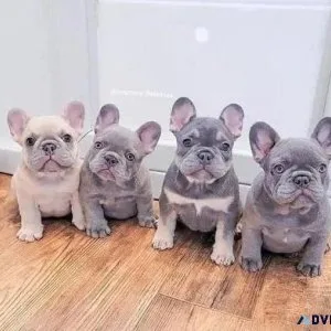 Charming French Bulldog Puppies