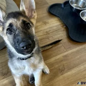 German Shepherd Puppy