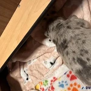 Beautiful French Bulldog babies
