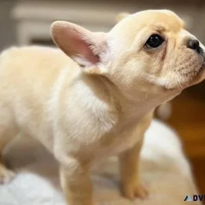 Lovely French Bulldog puppies ready for adoption