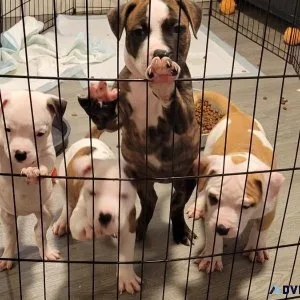 7 week old female pitty pups