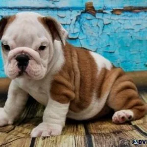 Home raised English Bulldog puppies for sale