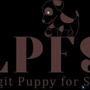 Pug puppies for sale online