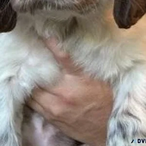 Gorgeous English Springer Spaniel puppies